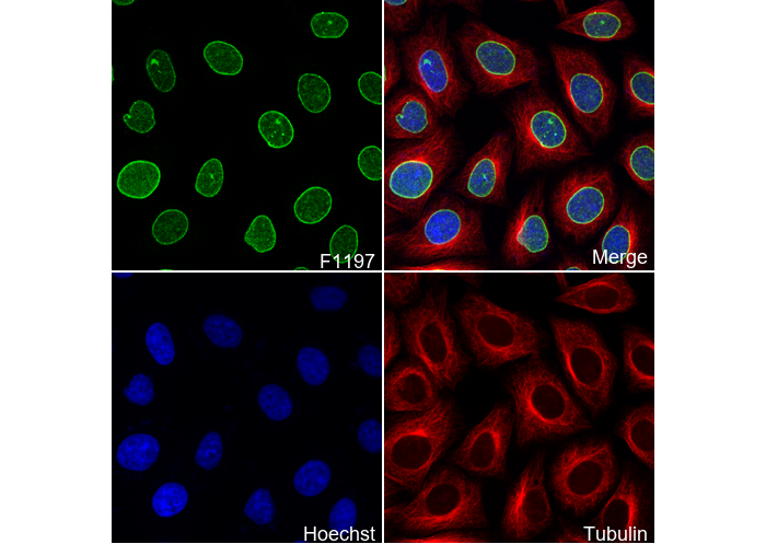 Lamin B2 Antibody