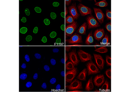 Lamin B2 Antibody