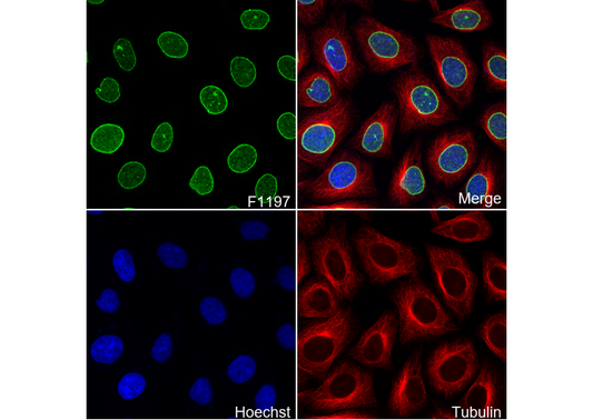 Lamin B2 Antibody