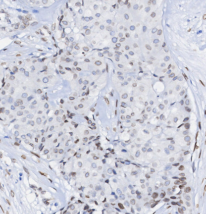 Lamin B2 Antibody