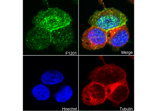 MUC1 Antibody