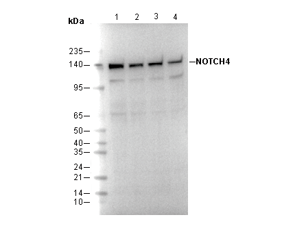 NOTCH4 Antibody