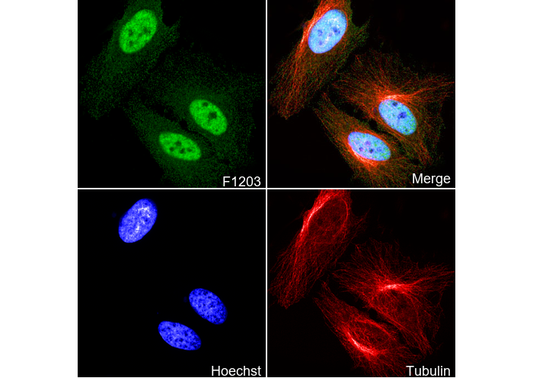 NR1D1 + NR1D2 / RVR Antibody