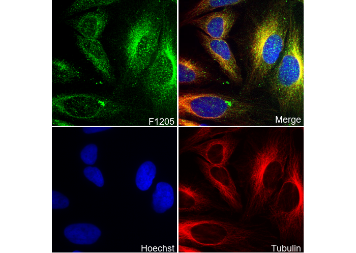 PI3 Kinase p110β Antibody