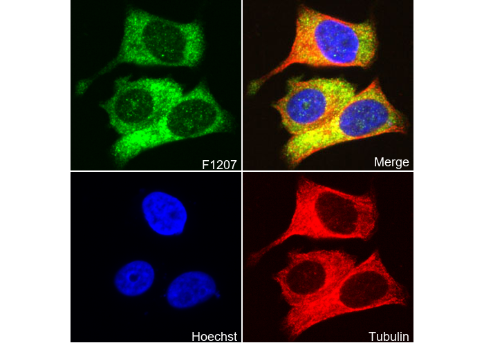 PKR Antibody