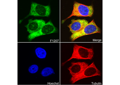 PKR Antibody