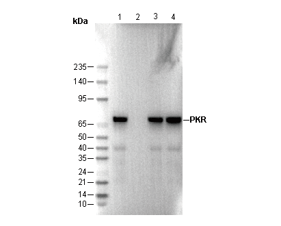 PKR Antibody