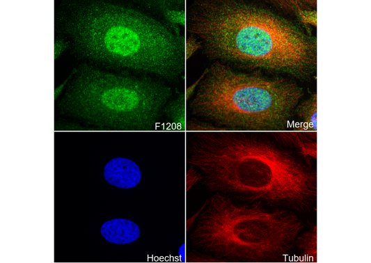 PYK2 Antibody