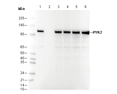 PYK2 Antibody
