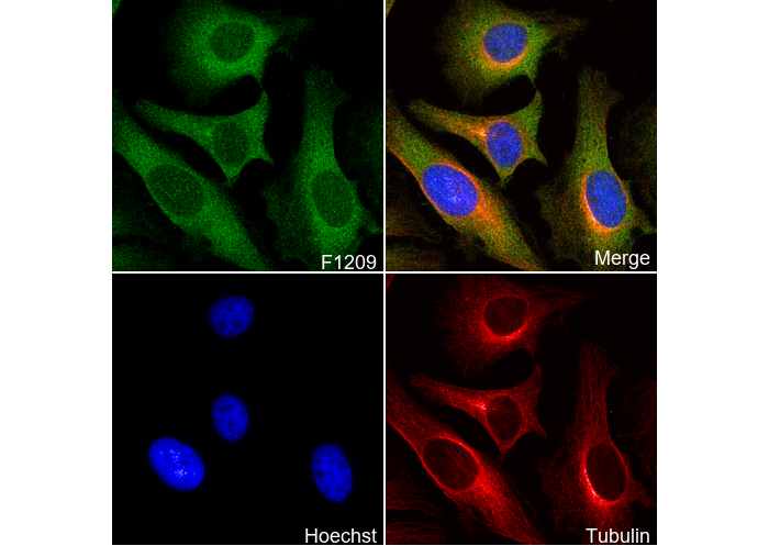 ROCK2 Antibody