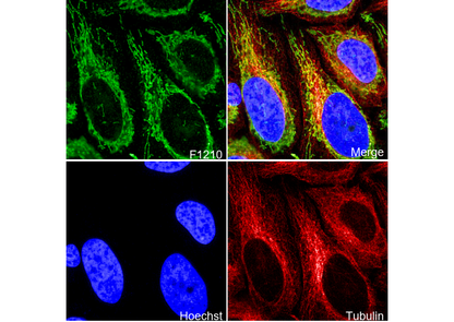 SDHA Antibody