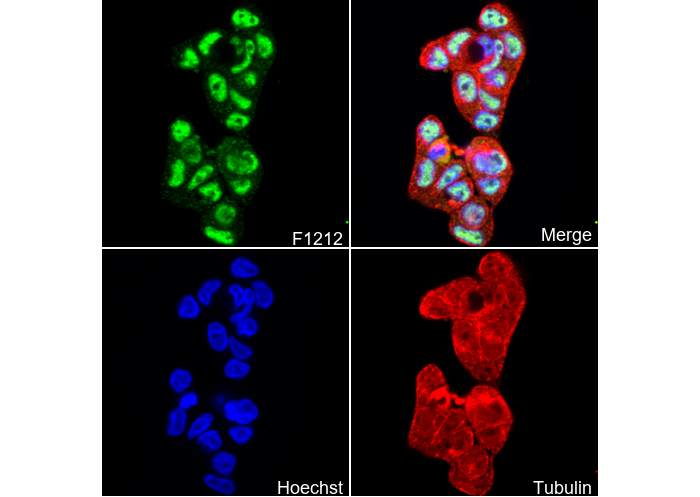 Phospho-STAT3 (Ser727) Antibody