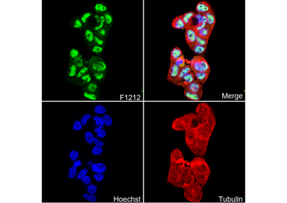 Phospho-STAT3 (Ser727) Antibody