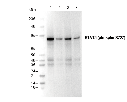 Phospho-STAT3 (Ser727) Antibody