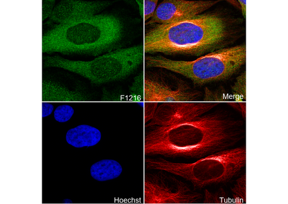 TACC3 Antibody