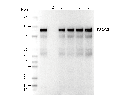 TACC3 Antibody