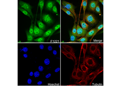 p38α/MAPK14 Antibody