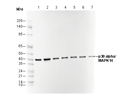 p38α/MAPK14 Antibody
