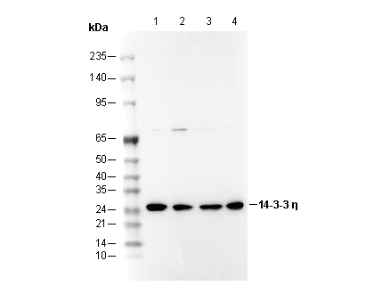 14-3-3 η Antibody