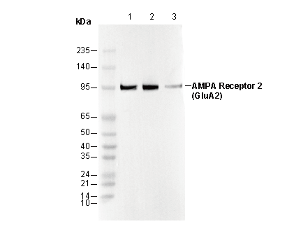 AMPA Receptor 2 (GluA2) Antibody