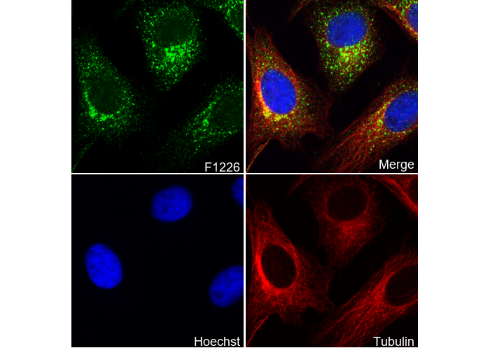 CDC37 Antibody