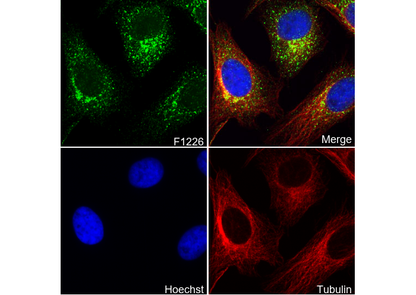 CDC37 Antibody