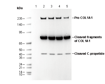 COL1A1 Antibody