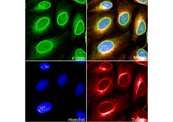 Emerin Antibody