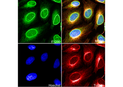 Emerin Antibody