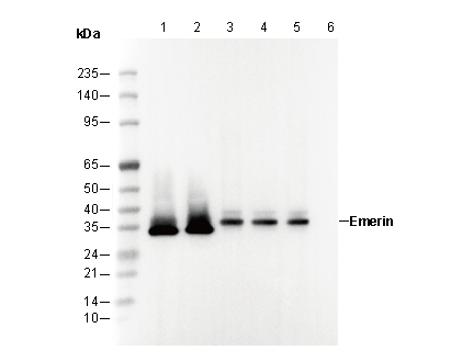 Emerin Antibody