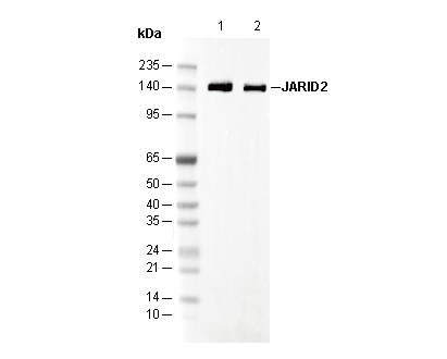JARID2 Antibody