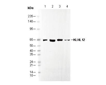 KLHL12 Antibody