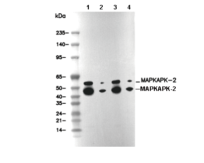 MAPKAPK-2 Antibody
