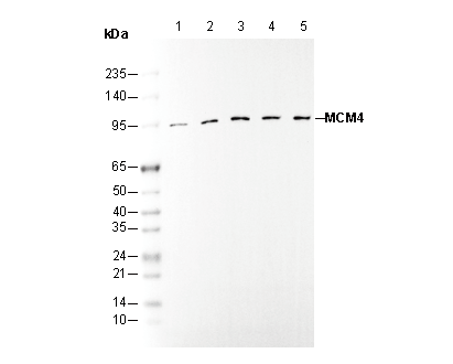 MCM4 Antibody