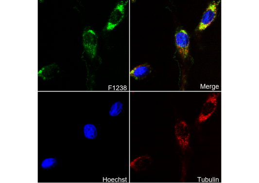 PKD2 Antibody