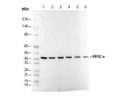 PP2C-α Antibody