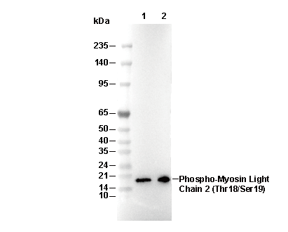 Phospho-Myosin Light Chain 2 (Thr18/Ser19) Antibody