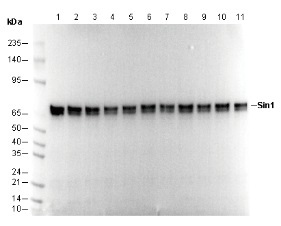 Sin1 Antibody