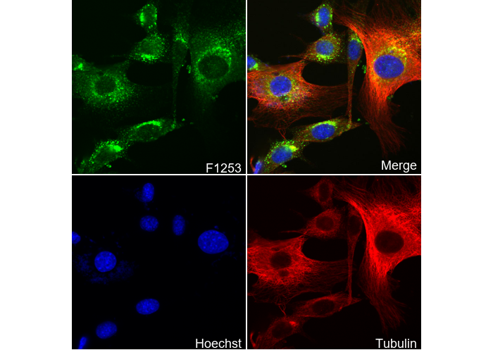 IRAP Antibody