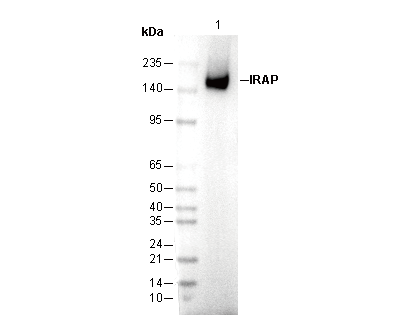 IRAP Antibody