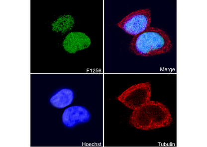 NKX2.5 Antibody