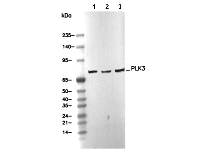PLK3 Antibody