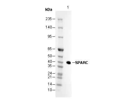 SPARC Antibody