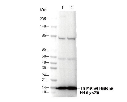 Histone H4 (tri methyl Lys20) Antibody