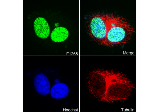 WIP1 Antibody