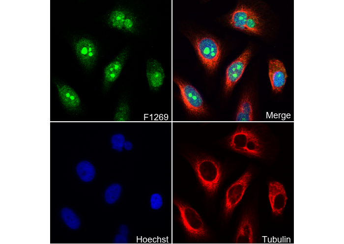WRN Antibody