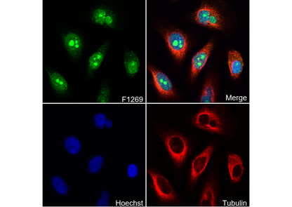 WRN Antibody
