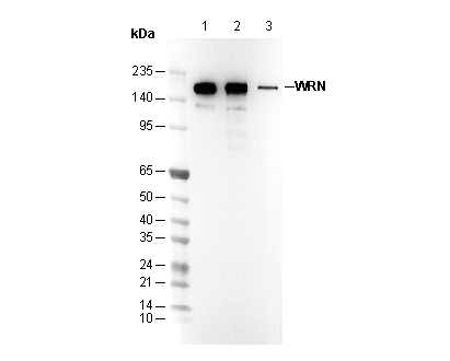 WRN Antibody