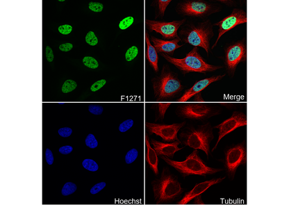Acetyl-Histone H2B (Lys5) Antibody
