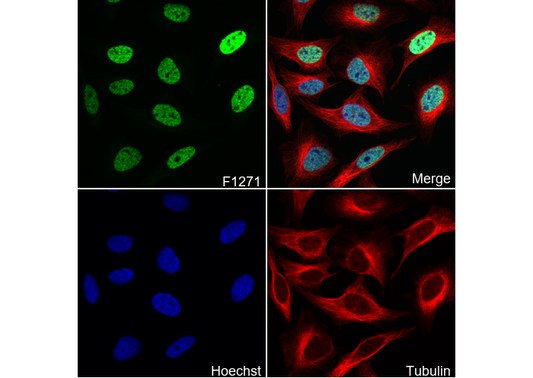 Acetyl-Histone H2B (Lys5) Antibody
